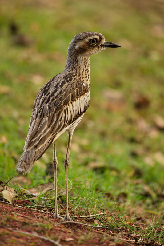 Bush Stone Curlew