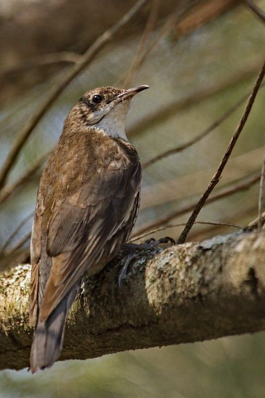 White Throated Tree Creeper