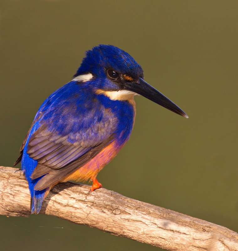 Azure Kingfisher