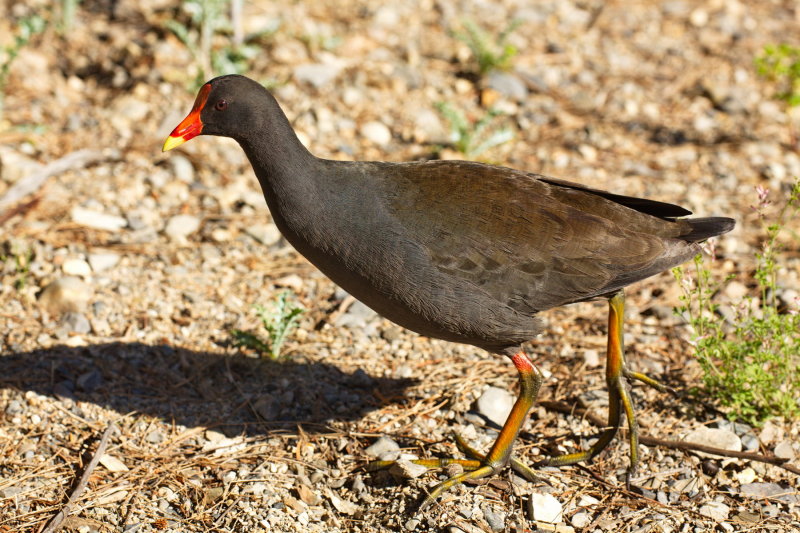 Dusky Moorhen