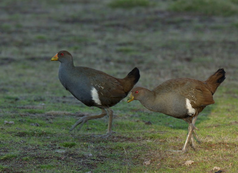 Tasmanian Black Tailed Hen