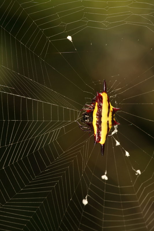 Spiny Spider