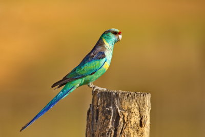 Australian Ringneck Parrot 