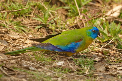 Turquoise Parrot Male