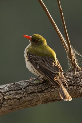 Olive Backed Oriole