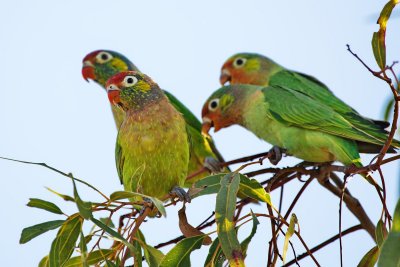 Varied Lorikeets