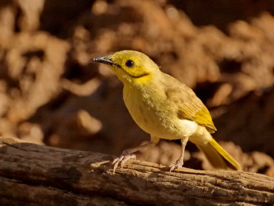 Yellow Tinted Honeyeater