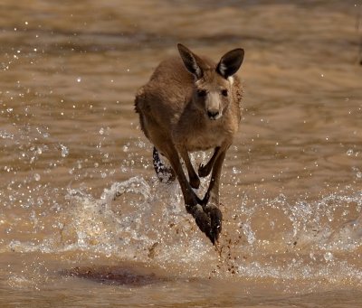 Roo In Water