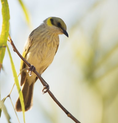 Fuscous Honeyeater