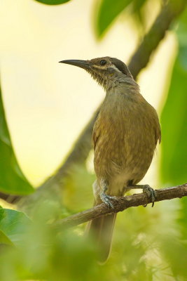 Tawny Breasted Honeyeater