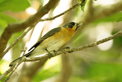 Spectacled Monarch Flycatcher