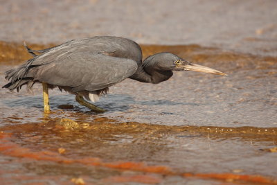 Eastern Reef Heron