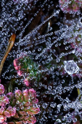 Tiny Dew Droplets Cling to a Spider's Web