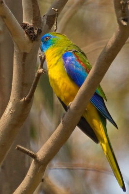 Turquoise Parrot - Male