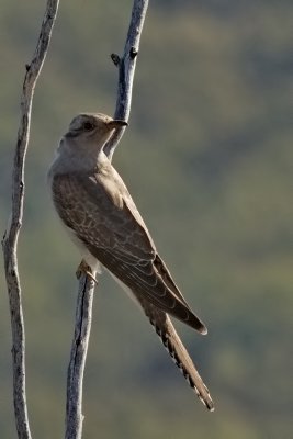 Pallid Cuckoo