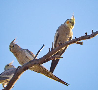 Cockatiels