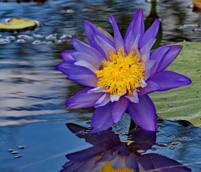 Water Lilly Flower
