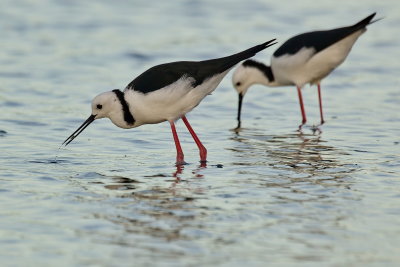Pied Stilts