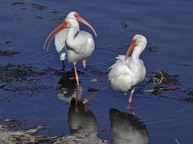 Ding Darling National Wildlife Reserve, Sanibel