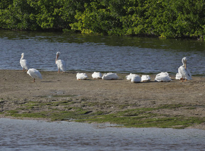 Ding Darling National Wildlife Reserve, Sanibel