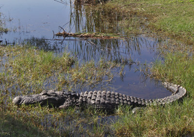 Everglades