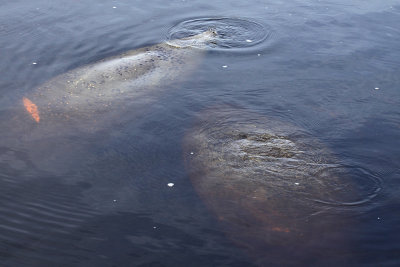 Manatee Park, Fort Myers