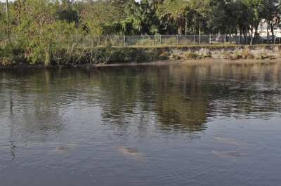 Manatee Park, Fort Myers