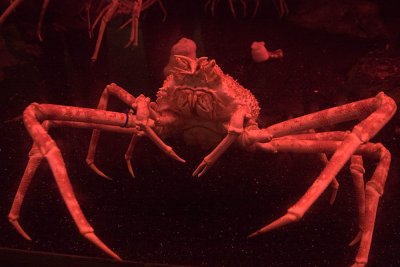 Spidey crab--Alex L.'s favorite