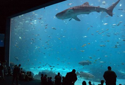 Whale Shark, Atlanta, GA, 2006