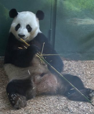 Only 4 zoos in the U.S. have Pandas