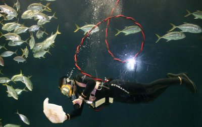 Scuba diver at school--The Georgia Aquarium