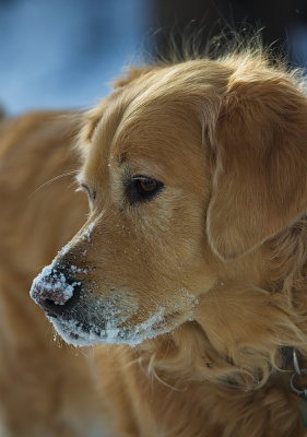 fresh snow