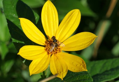 Morning Bees #3