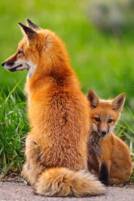 Red-Fox-Kit-with-Mommy.jpg
