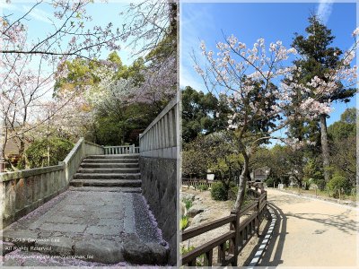 Sakura in Dazaifu