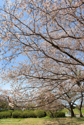 Branches of sakura