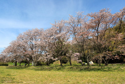 Sakura in Dazaifu park