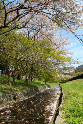 Falling Sakura