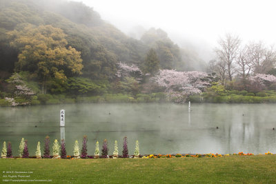 The misty pond