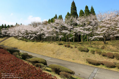 Sakura Park