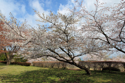 Sakura near Aso