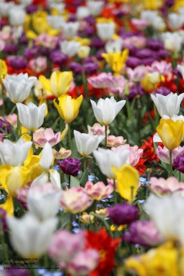 Flower field