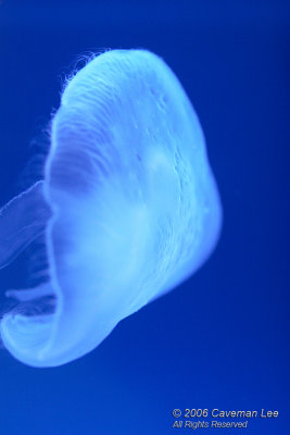 The Jelly Fish