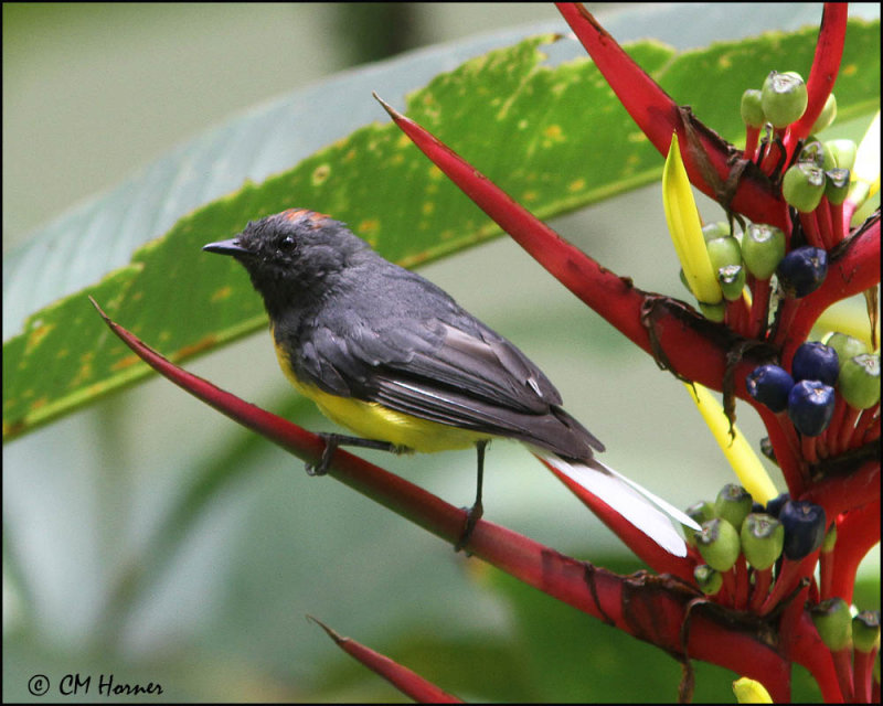 4120 Slate-throated Redstart.jpg