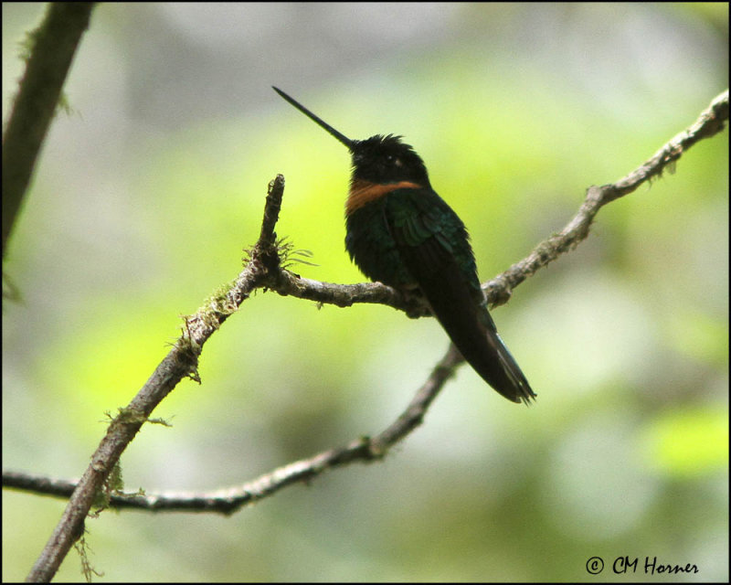 4128 Collared Inca.jpg