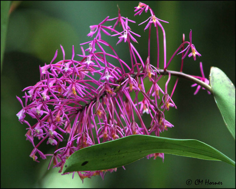 4162 Orchid.jpg