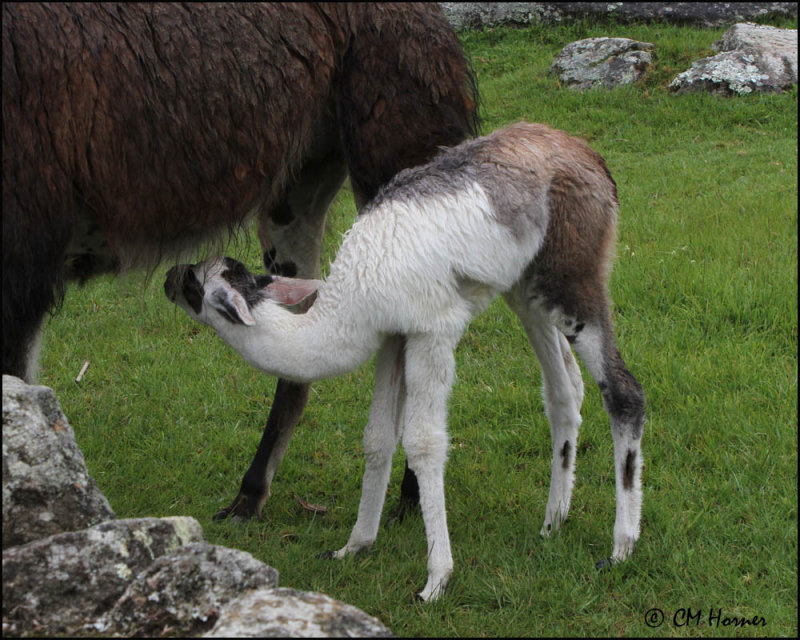 4203 Nursing llama.jpg