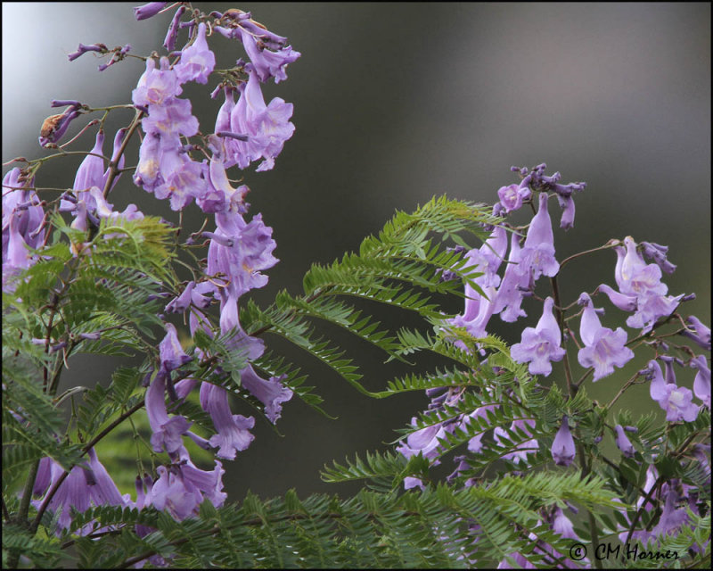 4303 Jacaranda.jpg