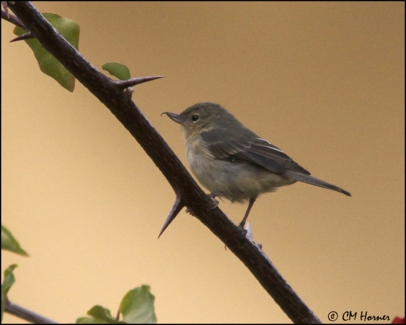 4317 Rusty Flowerpiercer female.jpg