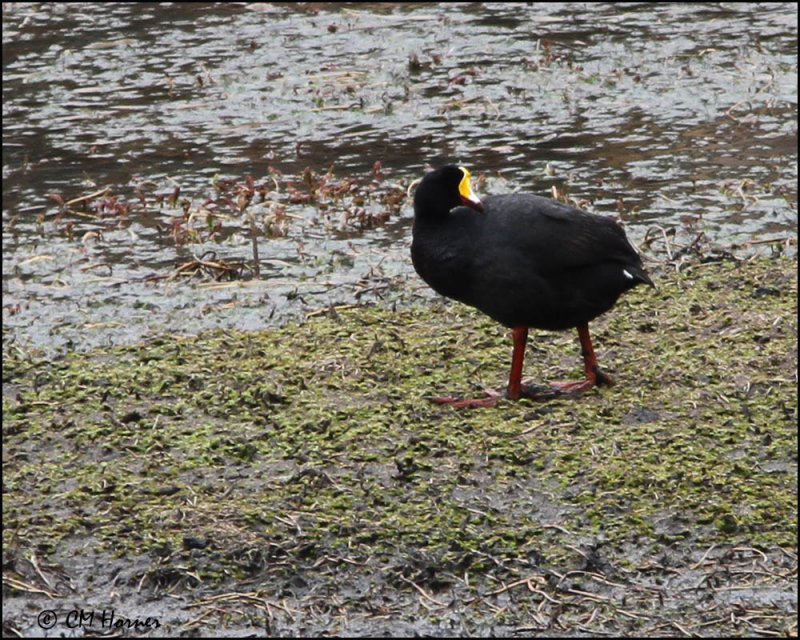4473 Giant Coot.jpg